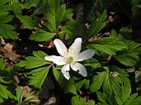 Fraise des bois (2) (Photo F. Mrugala)